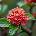 Albizia julibrissin (Arbre de soie) : Guide complet sur cet arbre ornemental fascinant
